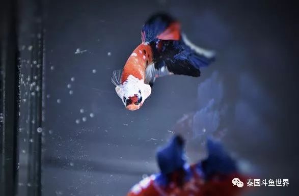 泰国斗鱼拍卖现场,泰国斗鱼拍卖平台有哪些