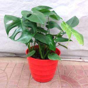 室内装修污染治理的方法有哪些,室内装修如何预防甲醛污染