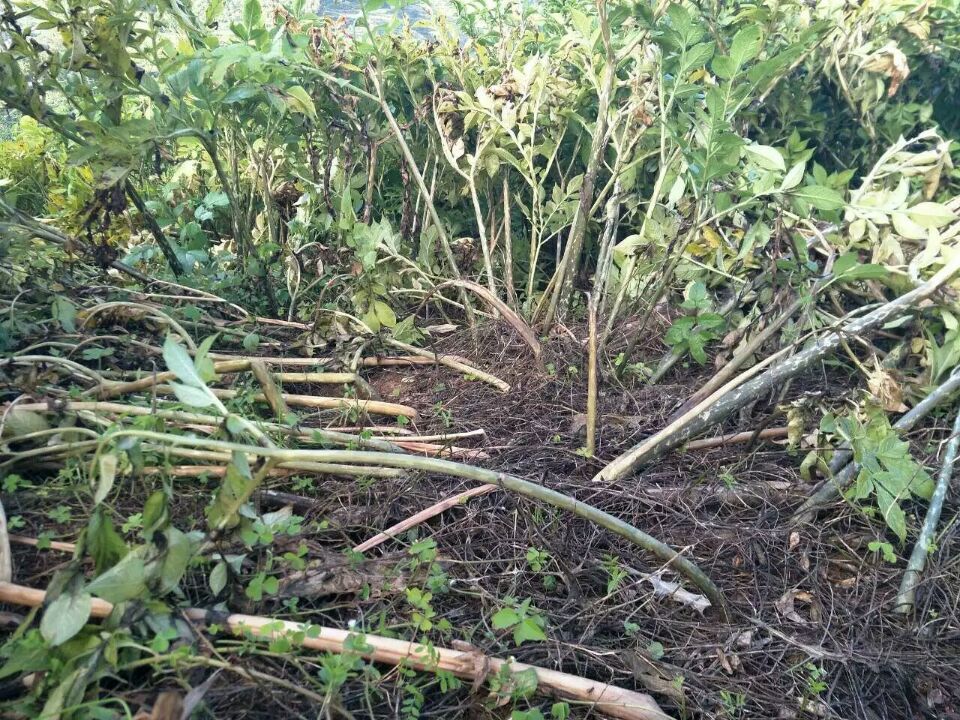 可食用魔芋植物,魔芋含可溶性膳食纤维吗