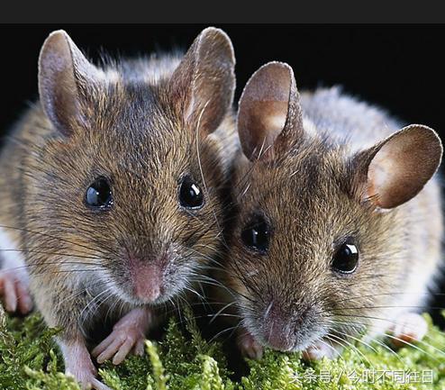 属鼠人对金钱的看法,属鼠对待金钱