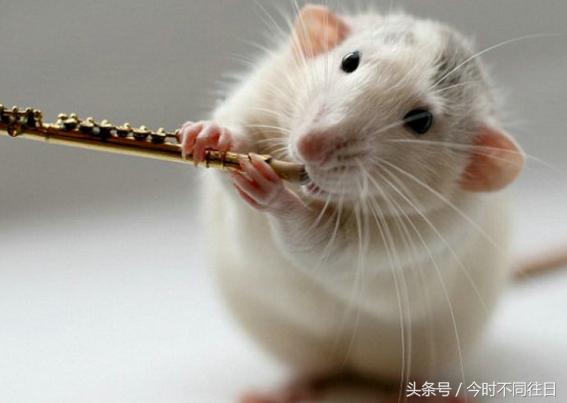 属鼠人对金钱的看法,属鼠对待金钱