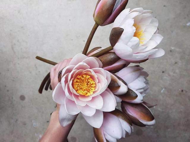 睡莲花能放在大塑料水缸里养吗,养睡莲用玻璃盆养护过程