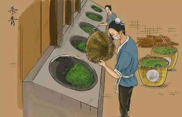 普洱茶的杀青是一个怎样的过程呢,普洱茶杀青的秘诀有哪些