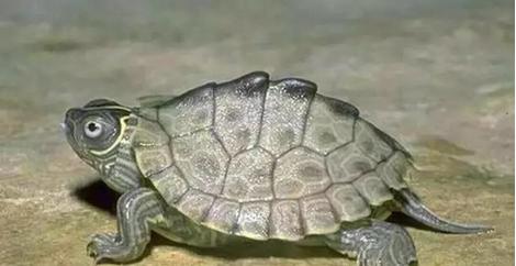 新手养龟的小知识,养水龟需要用什么水好