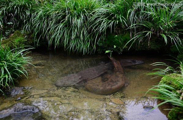 为什么“水中人参”久降停涨？娃娃鱼到底还能不能赚钱？