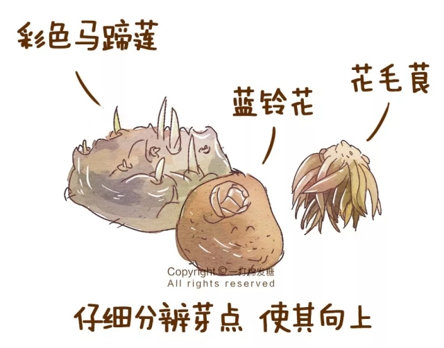 你也想拥有一个繁花似锦的春天？有这份球根种植笔记就够了