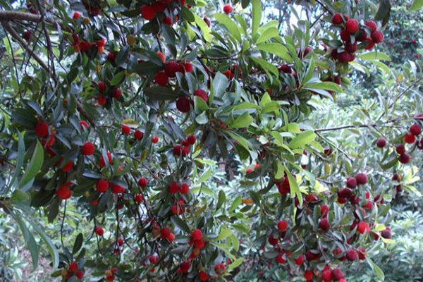 杨梅为什么去年结果今年不结果,为什么自家种的杨梅不结果呢