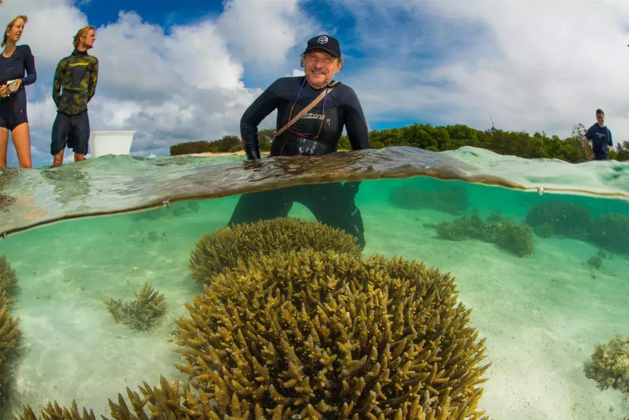 海洋之花珊瑚,大堡礁人工珊瑚