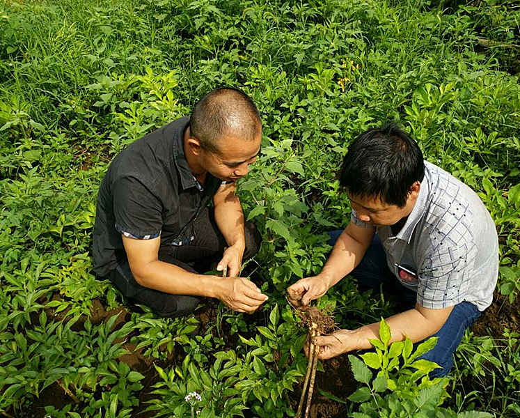 可食用魔芋植物,魔芋含可溶性膳食纤维吗
