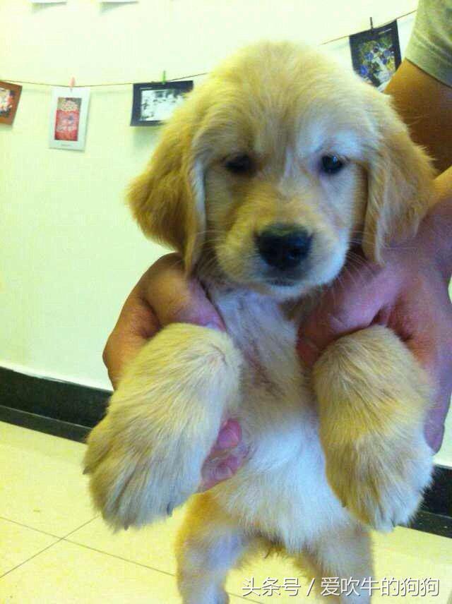 大家网上买狗被骗过吗,网上买狗遭遇套路怎么办