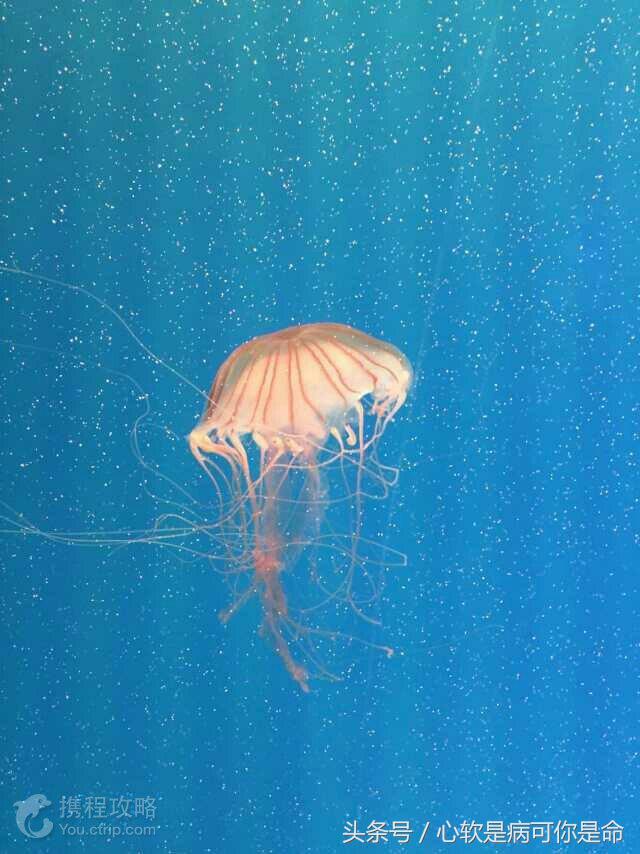 国内合适孩子去的主题乐园,国内好玩的主题乐园有哪些