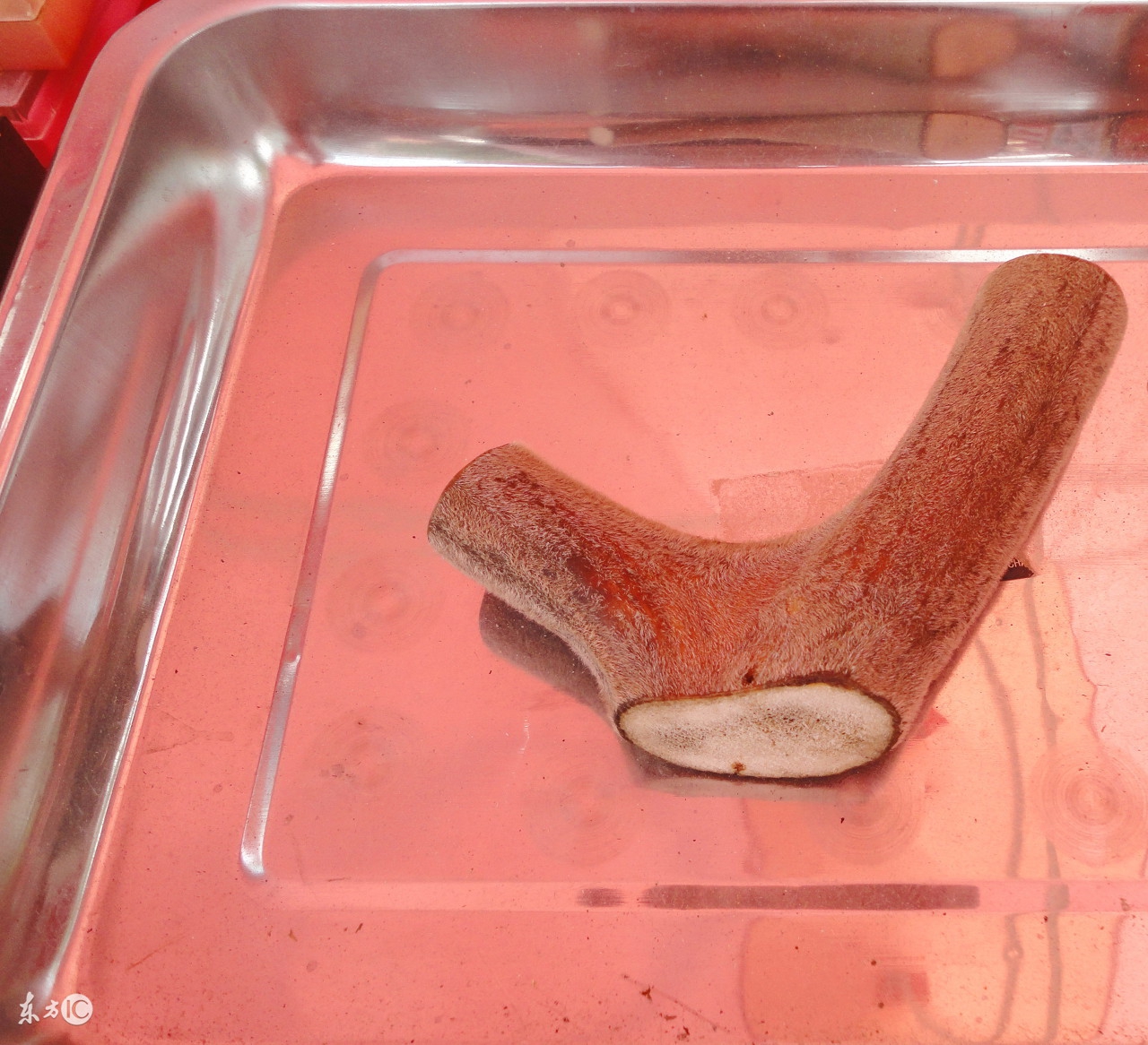 鹿茸与枸杞泡水的功效与功能吃法,云南鹿茸菇的功效与功能吃法大全