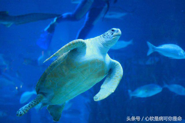 国内合适孩子去的主题乐园,国内好玩的主题乐园有哪些