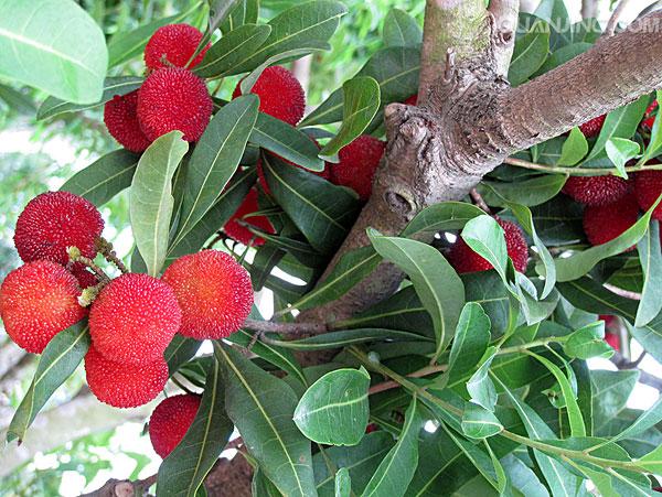 杨梅为什么去年结果今年不结果,为什么自家种的杨梅不结果呢