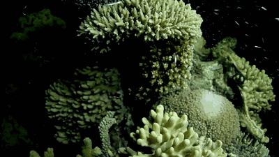 海洋之花珊瑚,大堡礁人工珊瑚