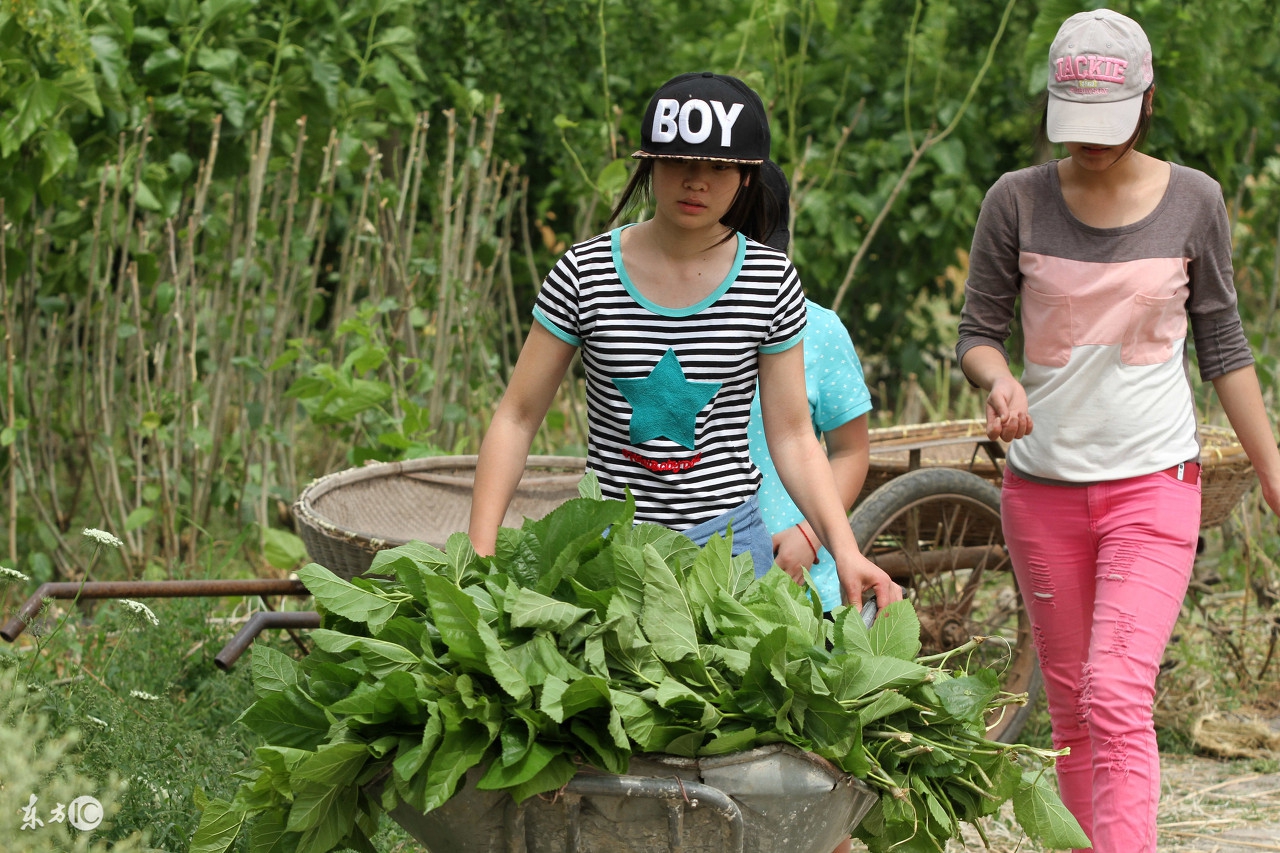 猪呼吸急促吃食正常光喂药能够吗,猪应激反应几天才能正常吃