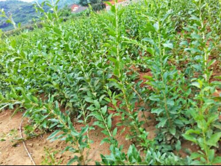 农村地头带刺的植物,农村这种最不起眼的植物