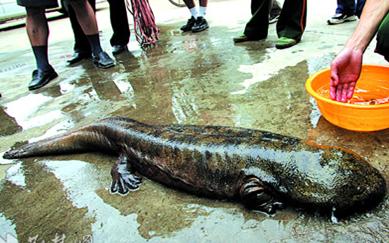 为什么“水中人参”久降停涨？娃娃鱼到底还能不能赚钱？