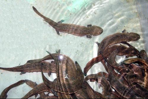 为什么“水中人参”久降停涨？娃娃鱼到底还能不能赚钱？