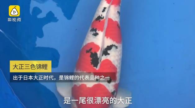 天呢！一条鱼的价格竟然能够买苏州一套房！