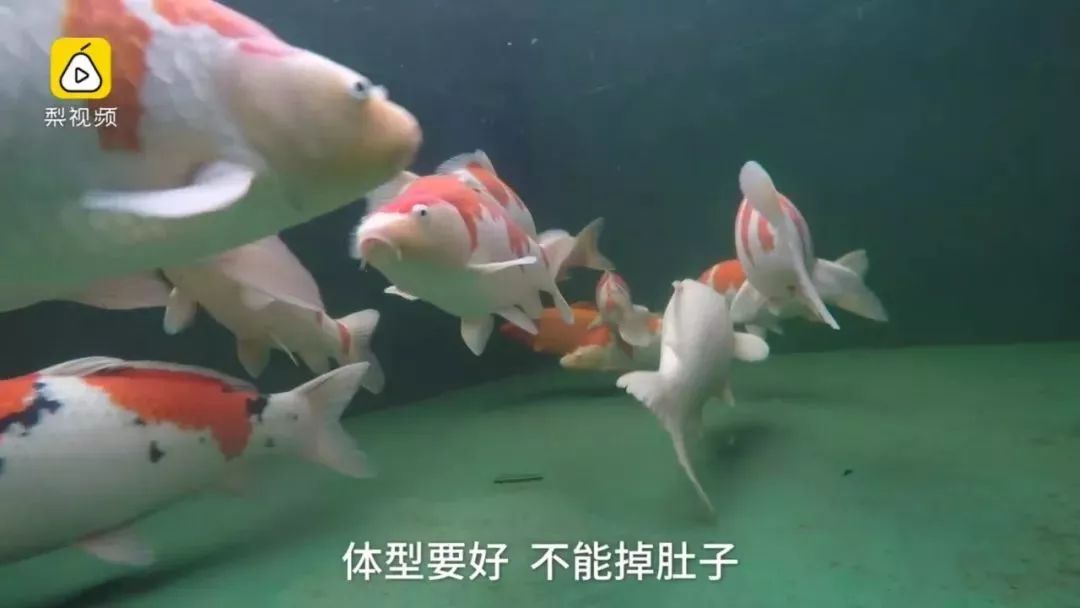 天呢！一条鱼的价格竟然能够买苏州一套房！