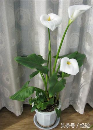 马蹄莲易发生什么病害,马蹄莲病害介绍