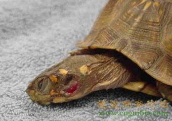 乌龟生病了怎么办？最全面的疾病治疗方法快快看看救小龟一命！