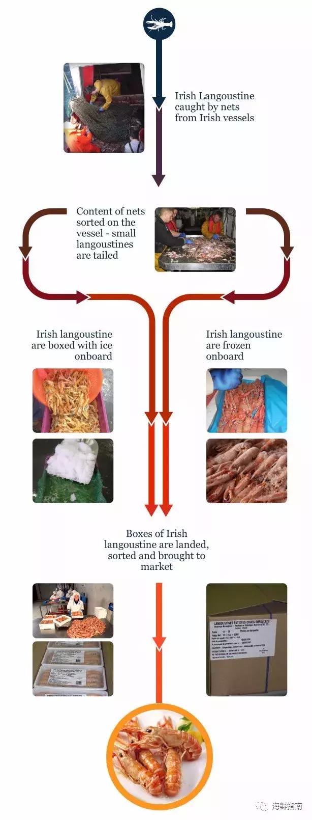 海鳌虾极品刺身,新西兰最好吃的海鳌虾