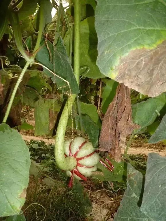 如意葫芦是什么样的,如意葫芦的视频