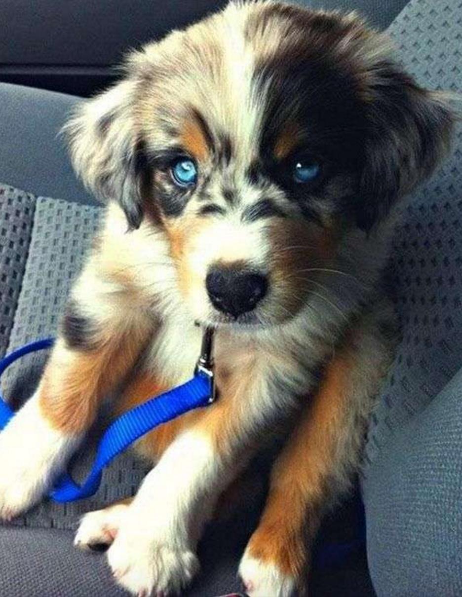 这几只混血狗狗哪只惊艳了你,超级好养的稀有宠物狗