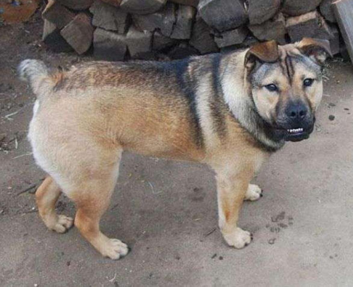 这几只混血狗狗哪只惊艳了你,超级好养的稀有宠物狗