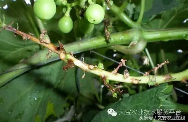 草莓灰霉病图谱及防治,黄皮果灰霉病图谱