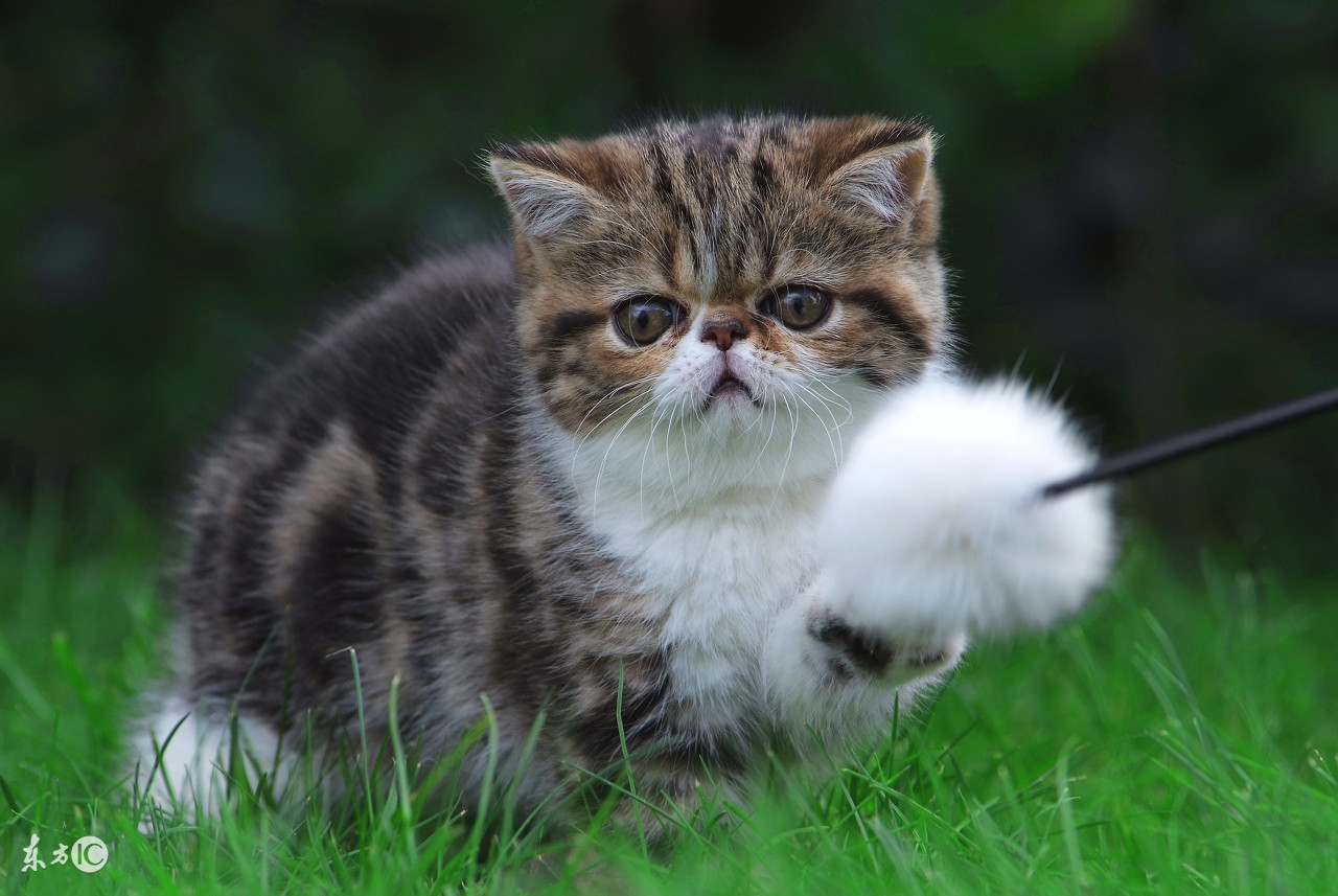 最不容易生病的猫咪品种,世界上最可爱的猫咪品种