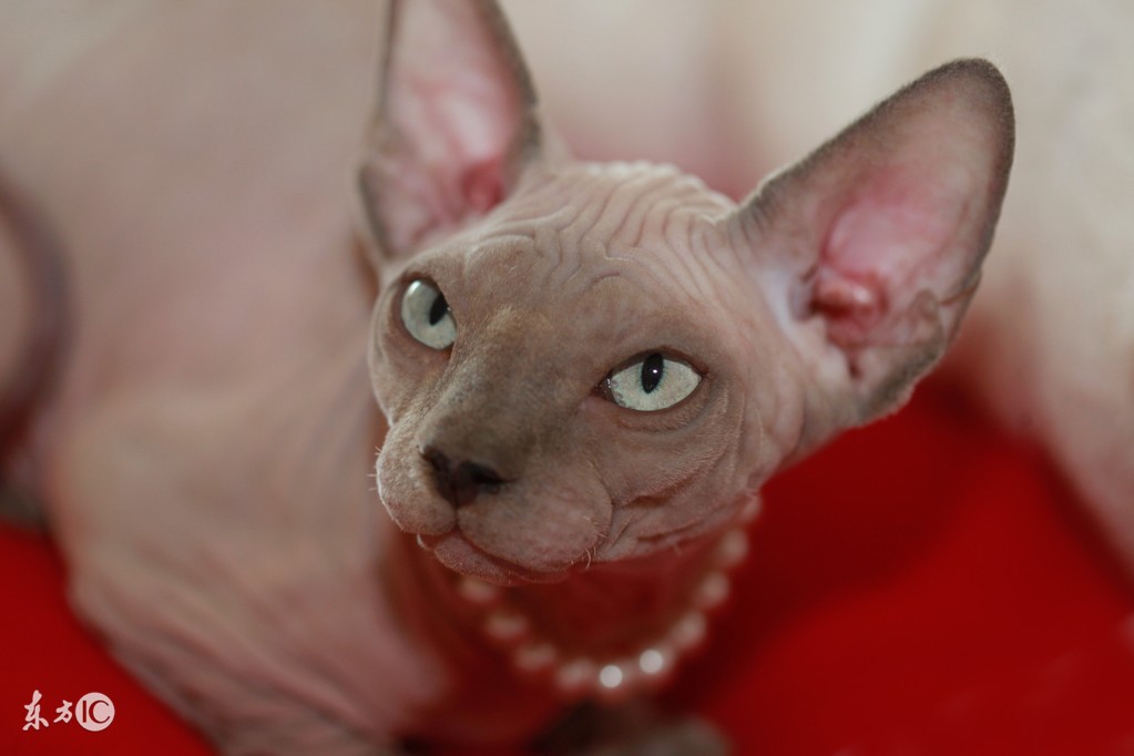 最不容易生病的猫咪品种,世界上最可爱的猫咪品种