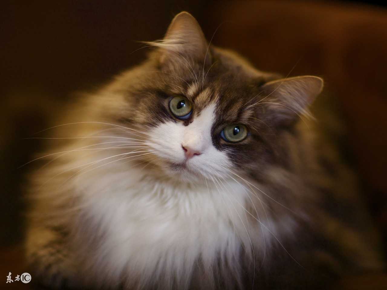 最不容易生病的猫咪品种,世界上最可爱的猫咪品种