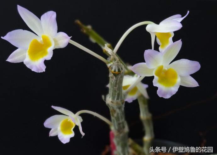 hello,植物：01.玫瑰石斛：爱恋打开花蕾，去沐浴春日的明媚