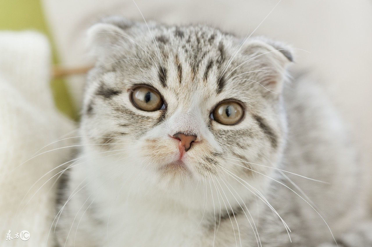 最不容易生病的猫咪品种,世界上最可爱的猫咪品种