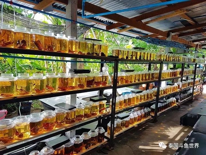 如何养好斗鱼泰国斗鱼,泰国斗鱼鱼苗喂养教程