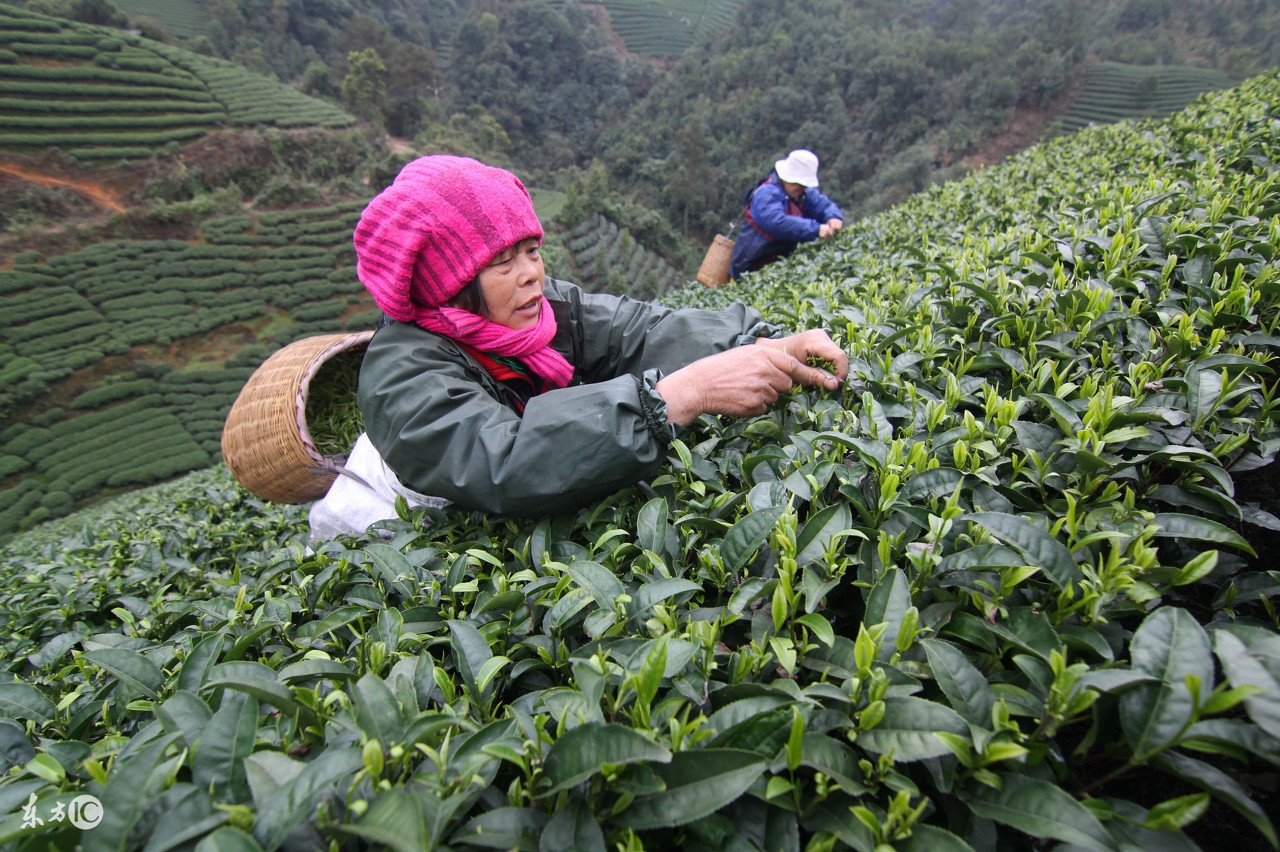 阿里山高山茶的冲泡茶具,高山茶讲解