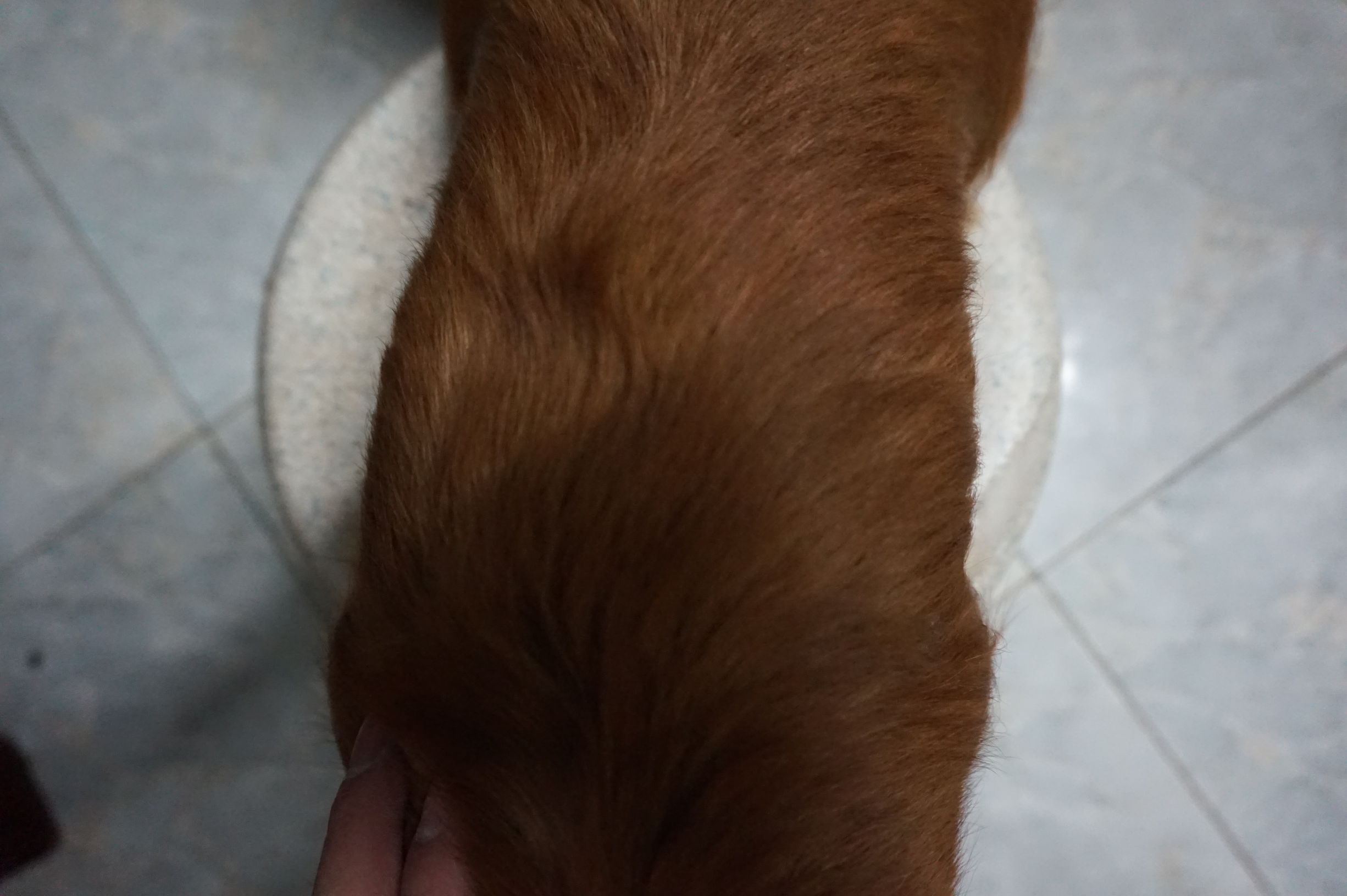 狗粮怎么选进口国产狗粮测评,进口国产狗粮测评