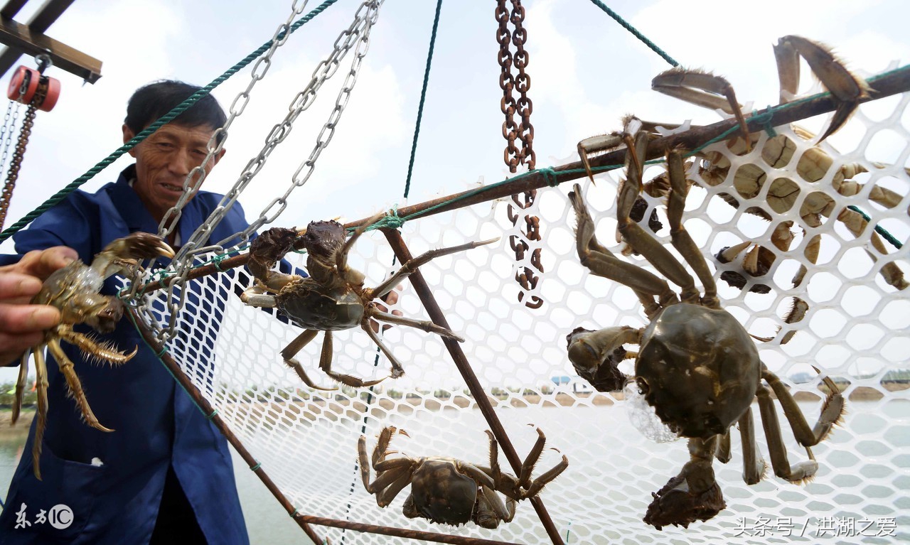 抓河蟹的方法和技巧,抓螃蟹的方法和抓鱼的方法