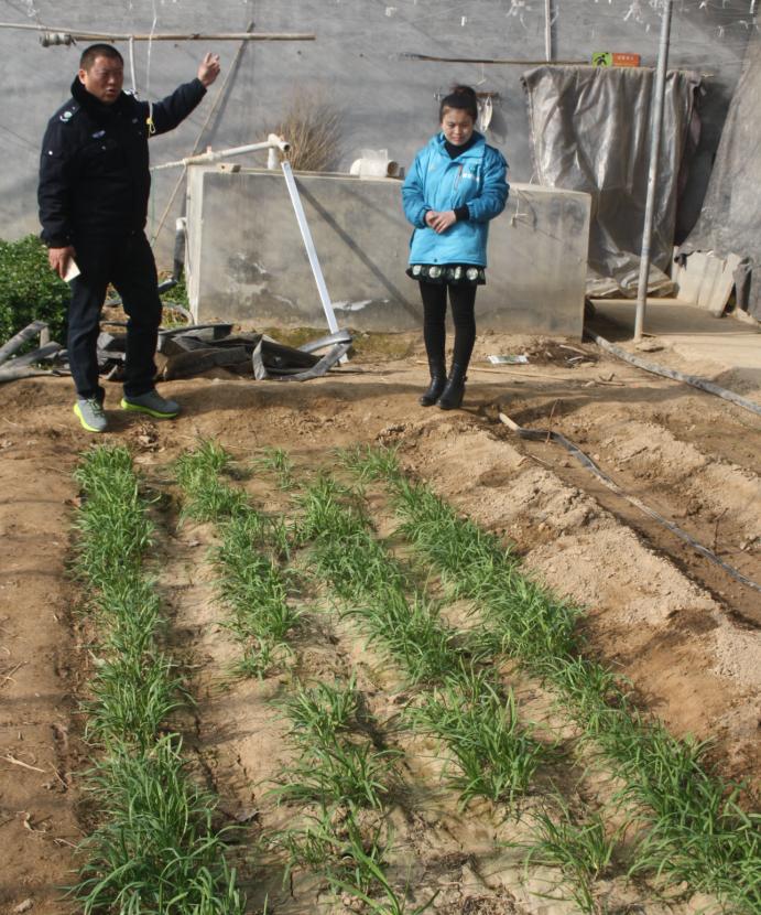 聊城无公害韭菜,聊城市无公害韭菜