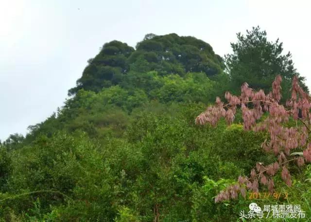 火田大英村,茶陵火田大英村