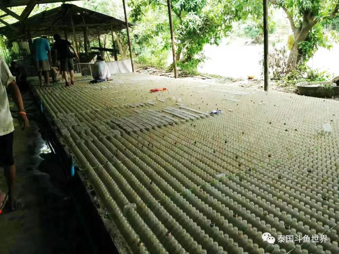 如何养好斗鱼泰国斗鱼,泰国斗鱼鱼苗喂养教程