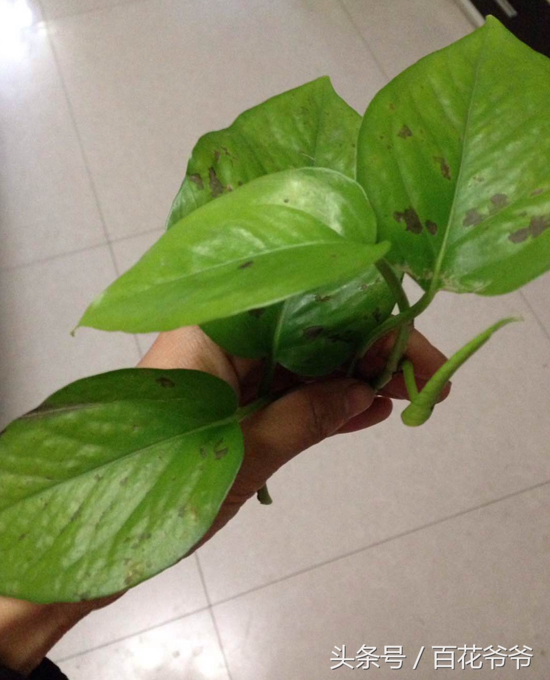 绿萝黄叶死养才能更旺盛,绿萝叶子发黄和根部发黑怎么办呢