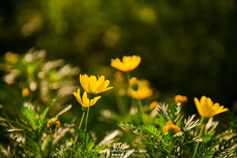 这里铁树开花是家常便饭，还有穿白色V领服的贪吃黑熊