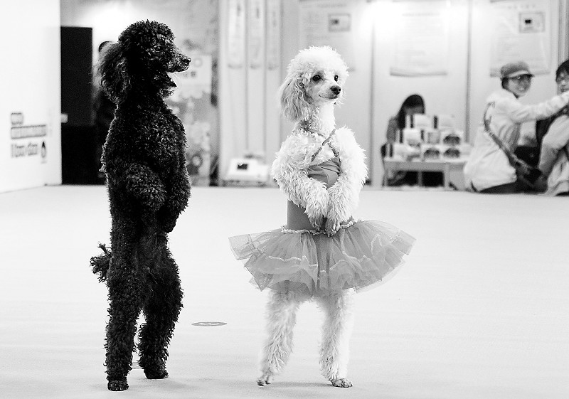 狗髌骨脱位的正确锻炼方法,狗髌骨脱位能够找人正骨吗