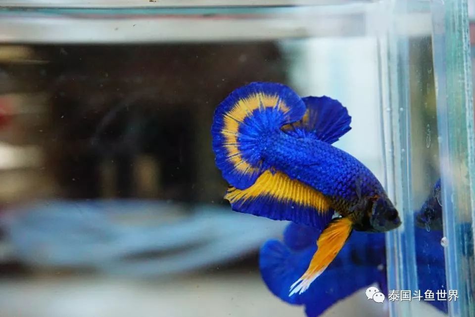 泰国斗鱼拍卖最新视频,泰国斗鱼拍卖直播现场