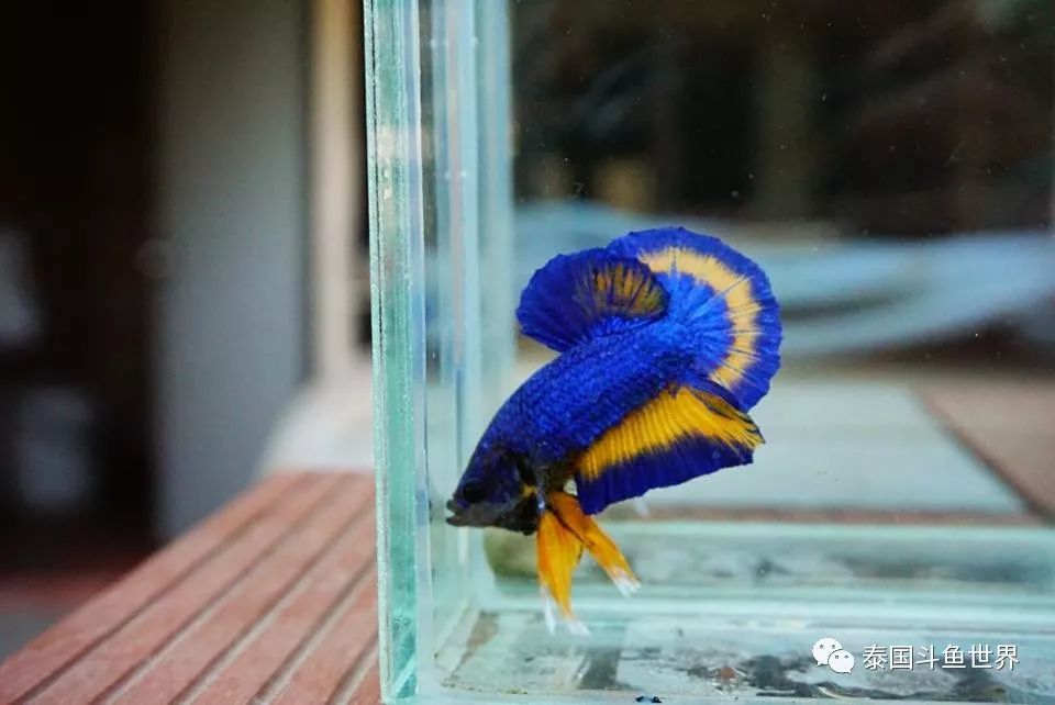 泰国斗鱼拍卖最新视频,泰国斗鱼拍卖直播现场