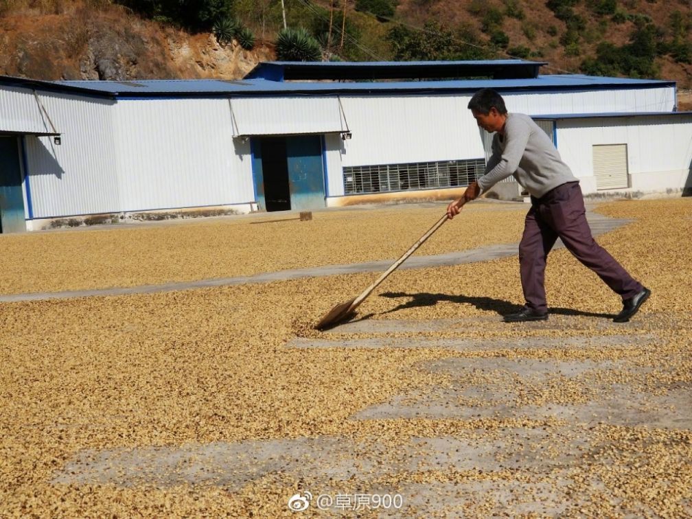 保山小粒咖啡市场分析,云南保山小粒咖啡